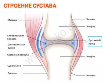 Строение сустава человека Строение сустава человека
