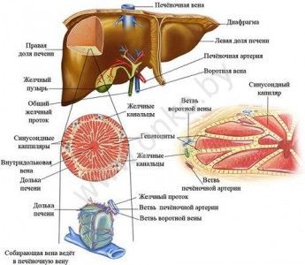Структура печени Структура печени человека