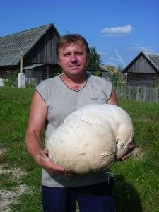 Чикуенок В.А.: гриб дождевик 8,5 кг.
