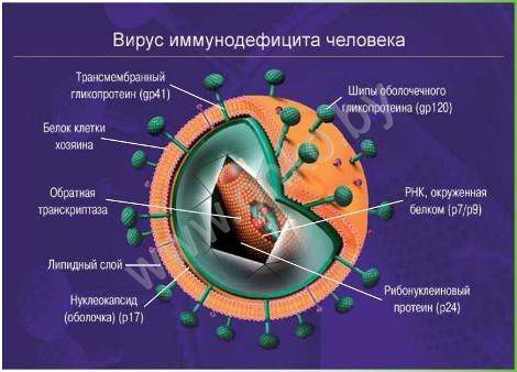 фото вирус иммунодефицита человека онлайн фото вирус иммунодефицита человека
