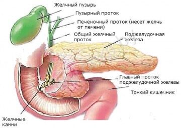 Устройство поджелудочной железы, желчный пузырь, поджелудочная железа, желчные камни, тонкий кишечник